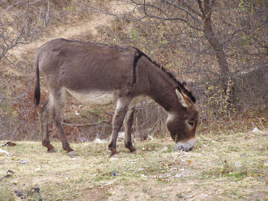 Das Bild ist für meine Schwester. (Nicht was ihr jetzt denkt. Die mag Esel nur sehr.)
