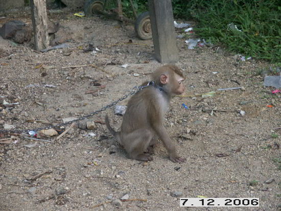 Ao Nang City muss dieser arme Affe sein Leben fristen.
