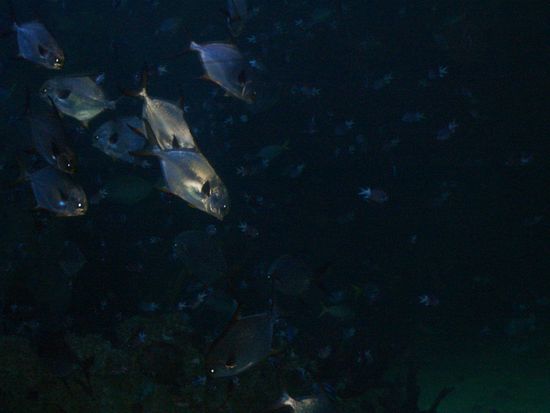 Sydney Aquarium