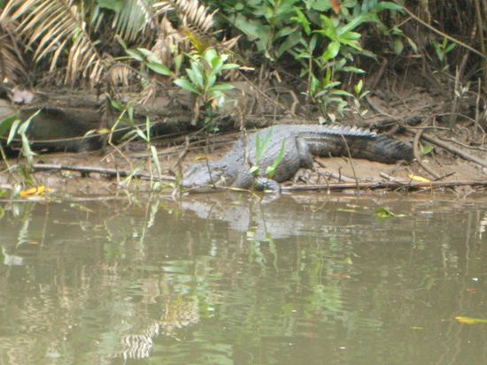Krokodil im Cape Tribulation