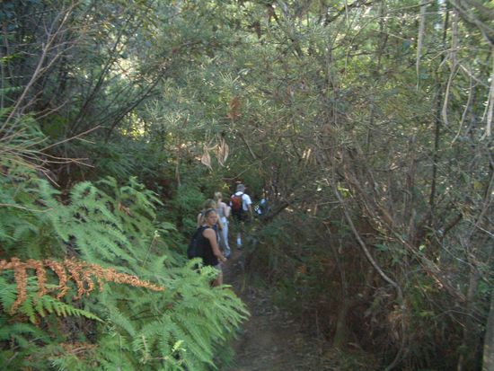 Der Kampf durch dem Busch 