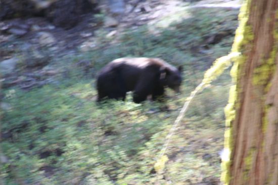 Ein Schwarzbaer - und beim dritten Mal kriegen wir ihn auch scharf 