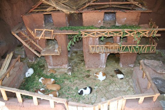 Meerschweinchen (cuy) in diesem Teil Perus seit jeher eine echte Spezialitaet 