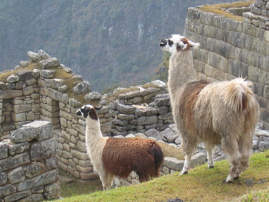 Die eigentlichen Bewohner von Machu Picchu 