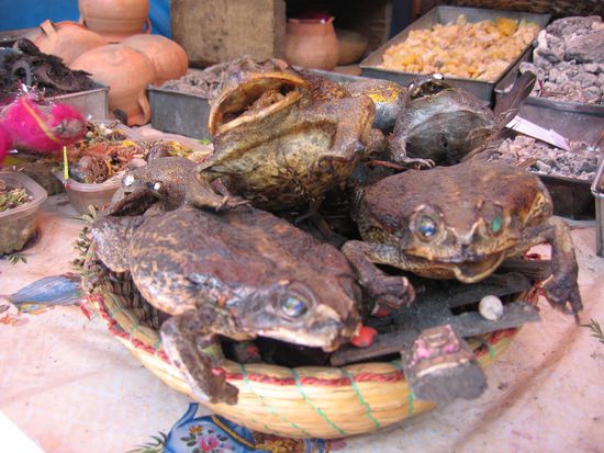 Getrocknete Froesche  - auch nicht besser 