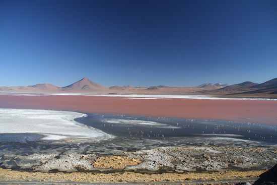 Algen verursachen die braune Faerbung des Wassers