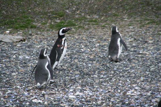 ... drollige Kerlchen!