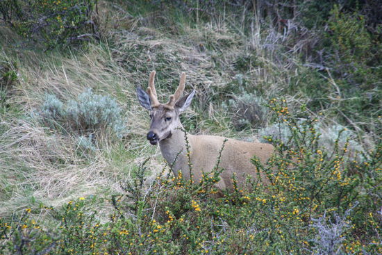 Sothern Andean Huemul