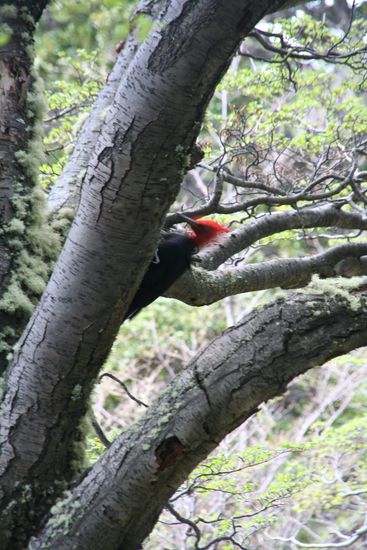 Magellanic Woodpecker
