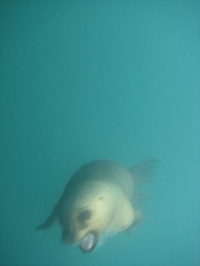 Die will nur spielen 