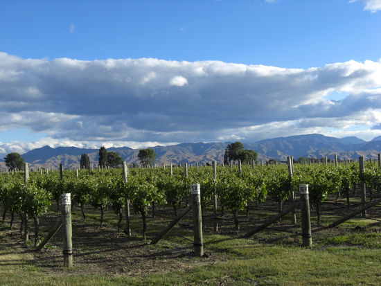 Weinanbau im Marlboro Sound