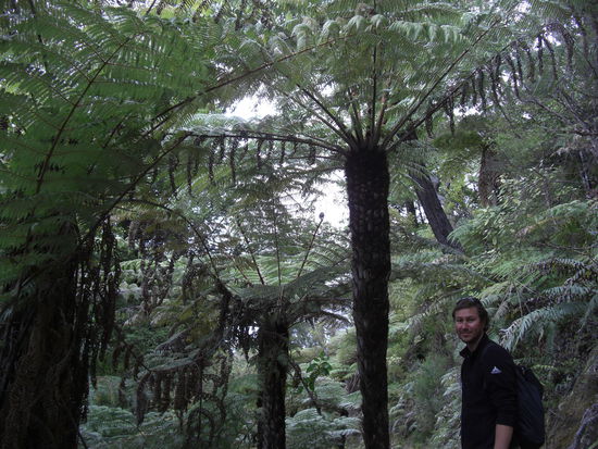 Riesenfahrne und kleiner Petek 