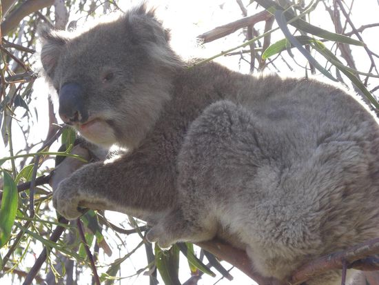 ... entlang der Strecke auf den zahlreichen Eukalyptusbaeumen