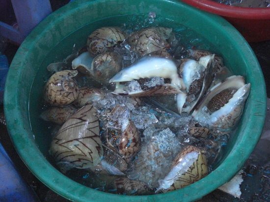 Lebende Riesenmuscheln