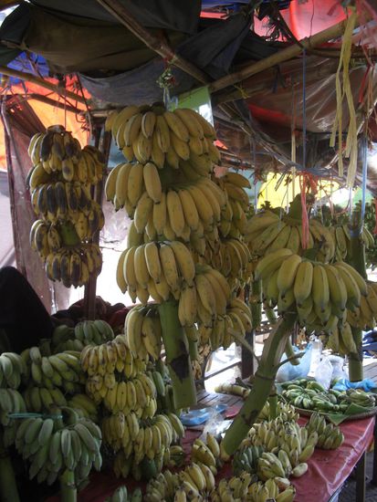 Bananen von der Staude