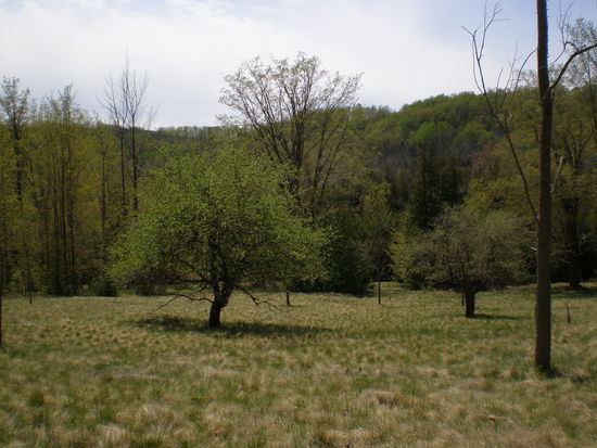 Unsere Picknick Wiese