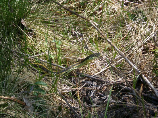 Auge in Auge mit der Schlange