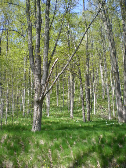 Waldstueck am Aufstieg zum Parkplatz