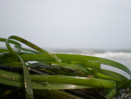 Mal ein bisschen was kuenstlerisches neben den ganzen Strandschnappschuessen hier!