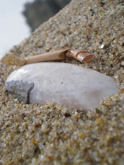 Und noch eins...was man alles so am Strand findet!