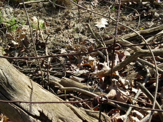 Na welches Tier verbirgt sich auf diesem Bild???