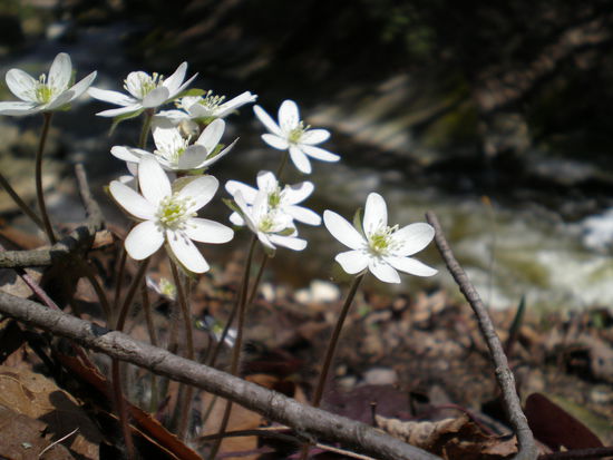 Wie man sieht kehrt der Fruehling ein!!!