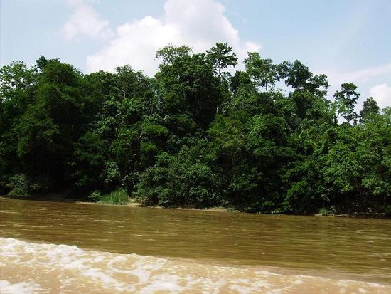 dicht bewaldetes Flussufer