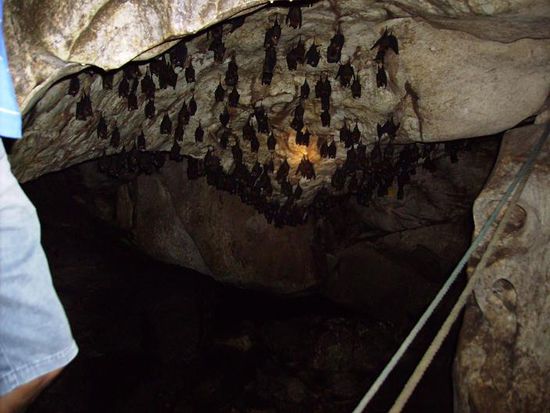 kopfueber haengen die Fledermaeuse ueberall in der Hoehle verteilt.