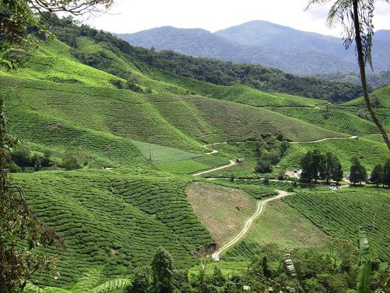 Durch die Teeplantagen Cameron Highlands selbst fuehrt nur eine schmale Strasse