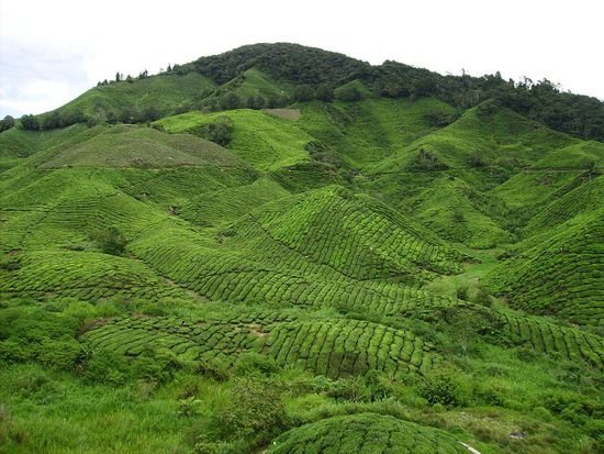 Ausblick von der "Boh Tea'ria" - einem Cafehaus nur halt mit Tee