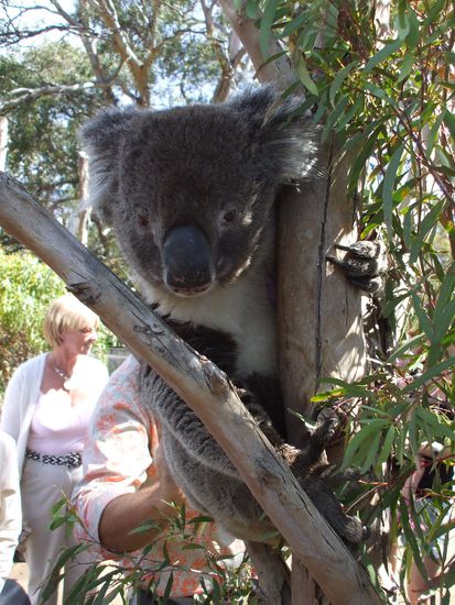 ein knuddeliger Koala