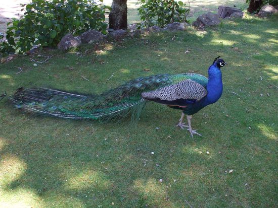 ein Blauer Pfau