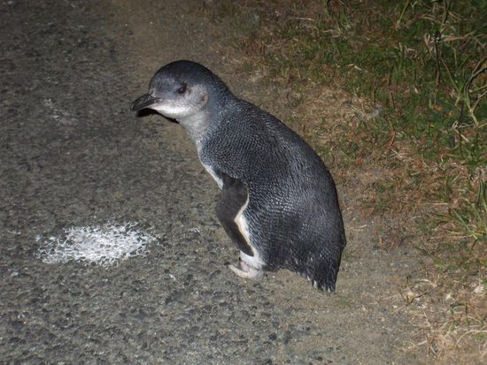ein Baby Pinguin, der sich verlaufen hat