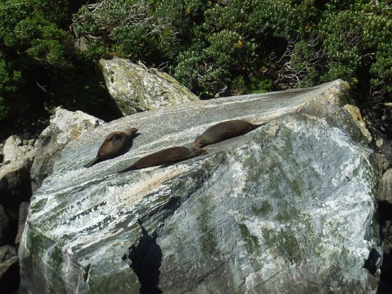 Robben beim Mittagsschlaf