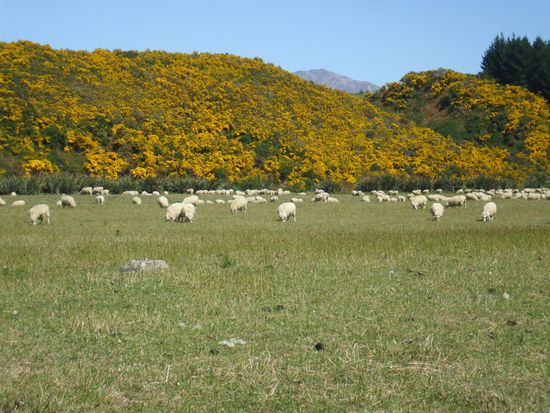 Schafe findet man ueberall in Neuseeland