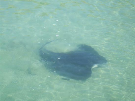 Stingray / Stachelrochen