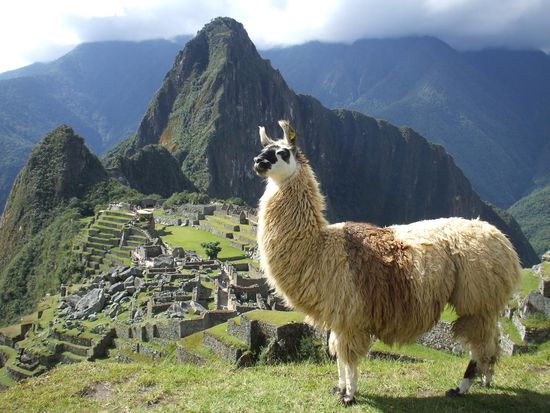 zuerst das Lama im Vordergrund...