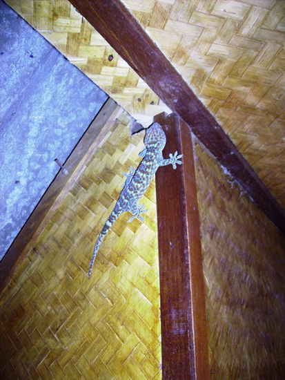 Mein "Hausgecko"