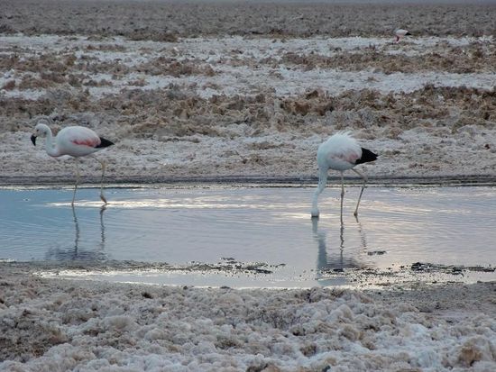 Flamingos