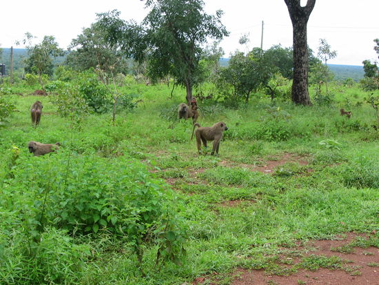Affen im Mole Nationalpark