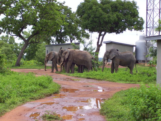 Elefanten im Mole Nationalpark