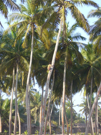 Beim Kokusnuss holen...