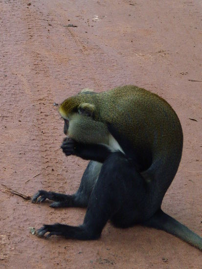 Ein Affe... mehr weiss ich auch nicht