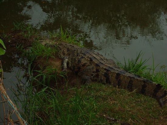 Man konnte es auch streicheln...