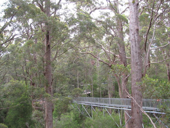 tree top walk, 40m über dem Boden