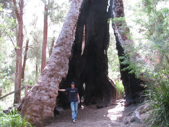 giant tree