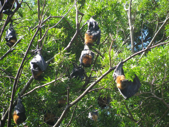 flying foxes in den Sydney royal botanic gardens