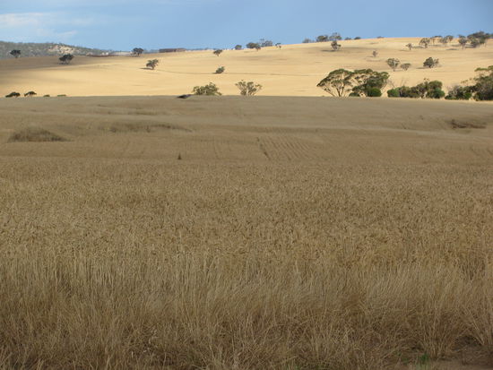 ...und noch mehr Getreide...