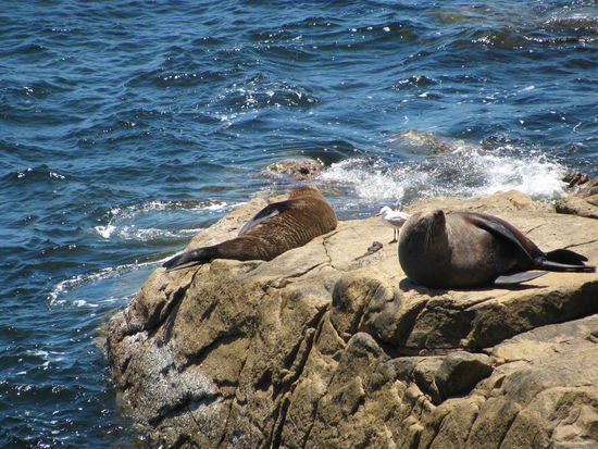 Robben am Cape Naturaliste