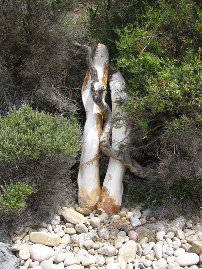 Am Strand lagen die Knochen eines toten Wales.